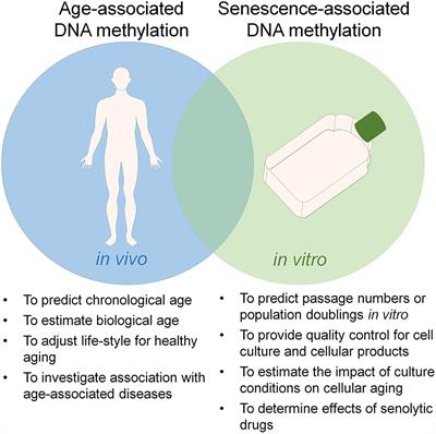 The Link Between Epigenetic Clocks for Aging and Senescence